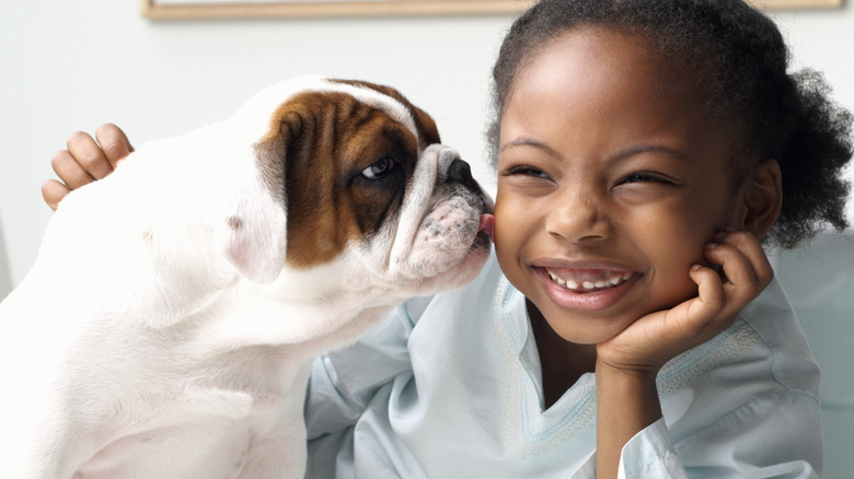 bulldog puppy licking girl's face