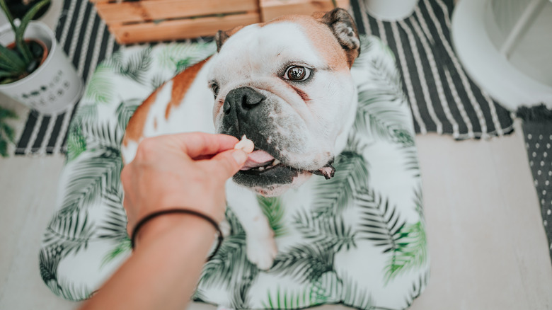 bulldog getting a treat