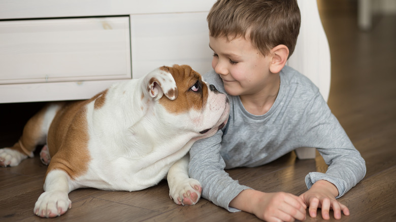 bulldog and child