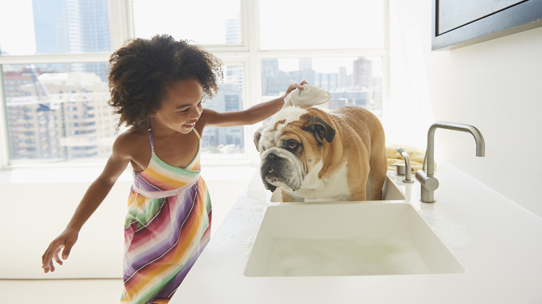 bathing bulldog in a sink