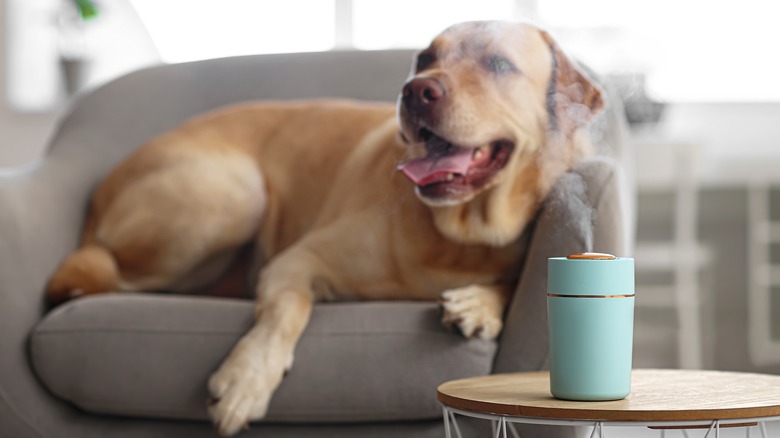 dog sitting on chair behind a diffuser