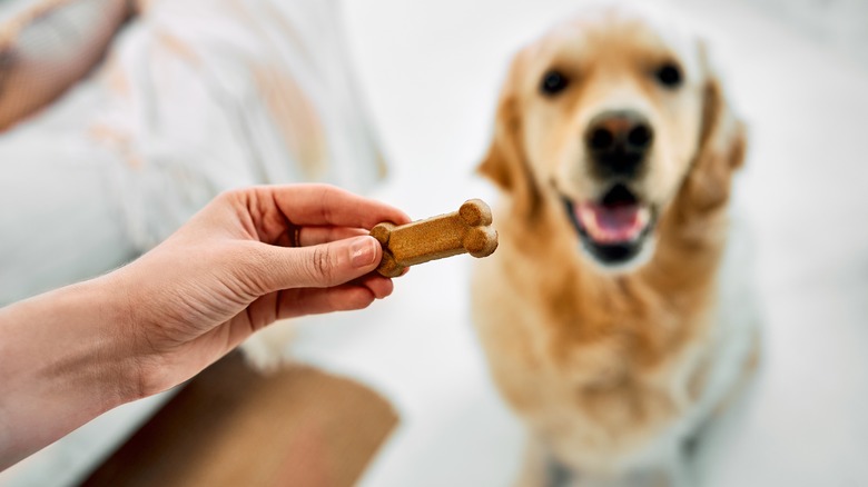 Golden retriever getting treat