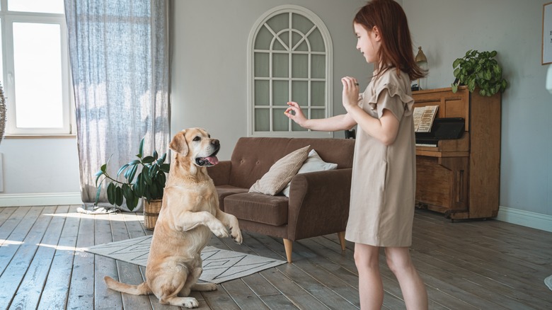 A girl trains an older yellow Labrador Retriever