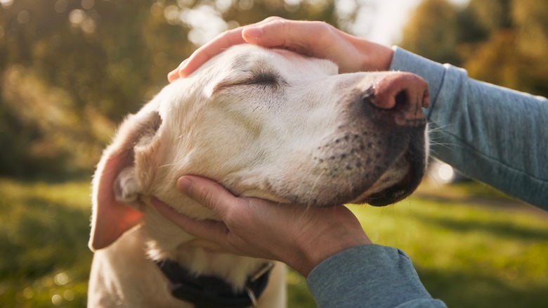 A yellow Labrador Retriever gets pet by its owner