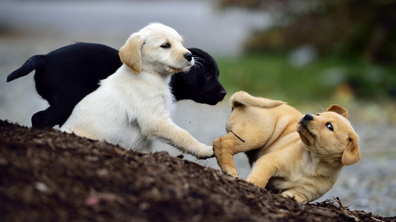 Different Labrador Retriever puppies, including yellow, black, and red.