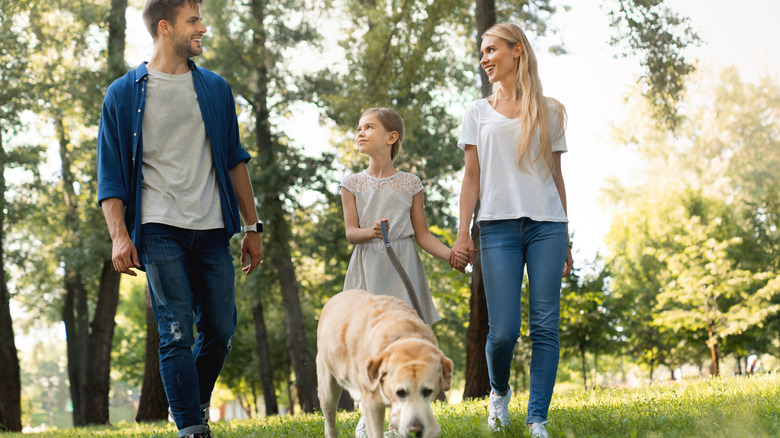 A family goes for a walk with their Labrador Retriever