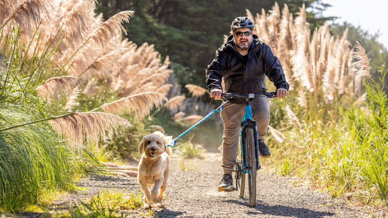 A dog on a leash running next to a man on a bike on a mountain path surrounded by pampas grass