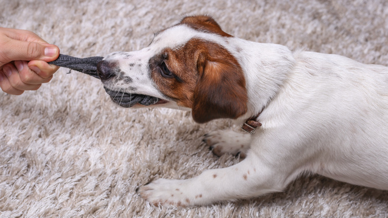 dog yanking at toy