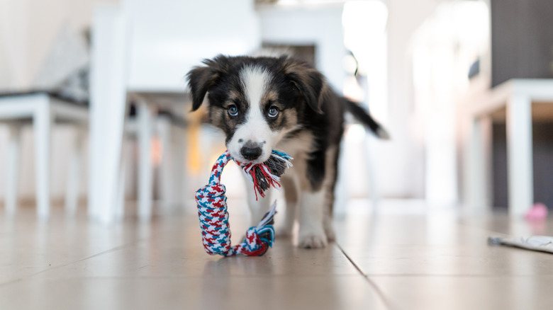 Puppy carrying rope toy in kitchen