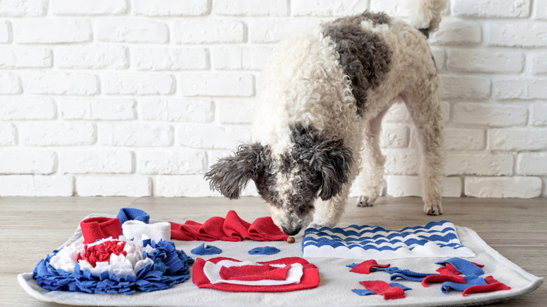 Dog sniffing snuffle mat in search for food