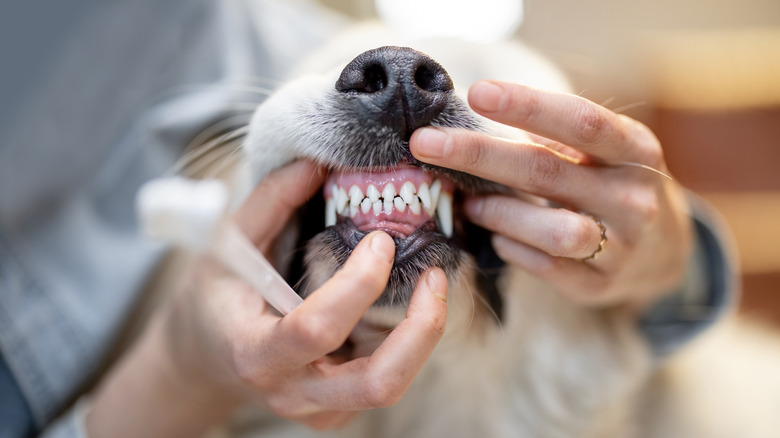 A person shows the teeth of a dog in preparation for brushing