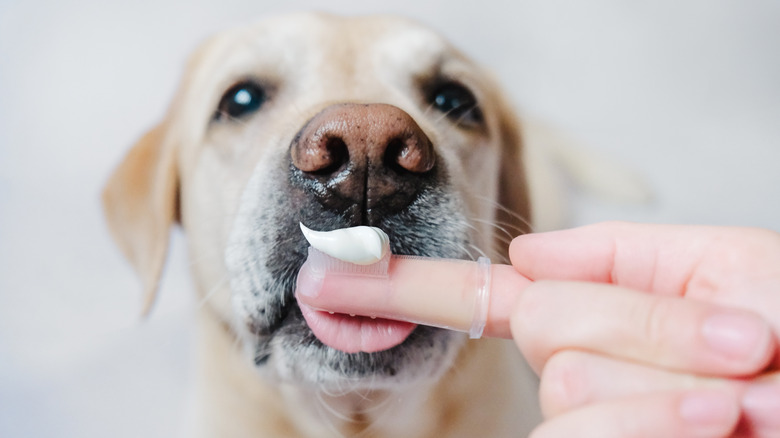 A dog licking an owner's hand that has a finger brush with toothpaste on it