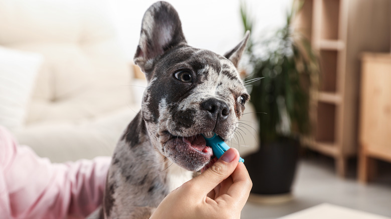 A person brushing their puppy's teeth at home