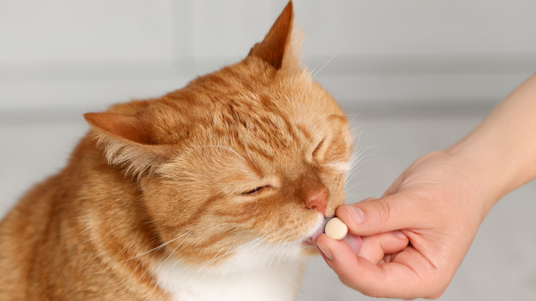 A cat being given a pill