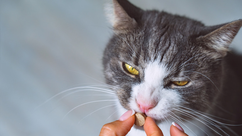 A cat gently takes a pill