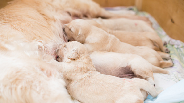 Group of cute beige golden retriever puppies have milk from their mom