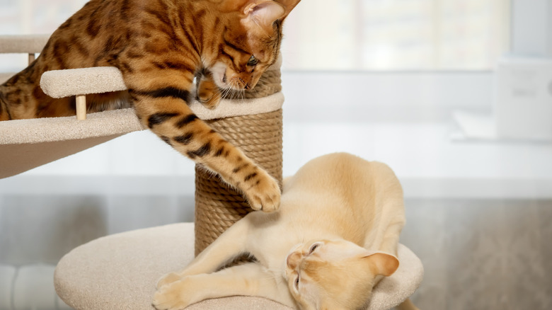 A Bengal cat playing with a red Burmese kitten on a cat tree