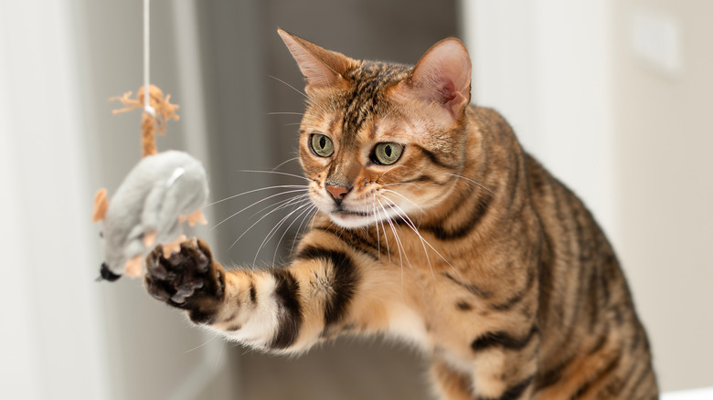 A Bengal cat playing with a gray toy mouse on a string