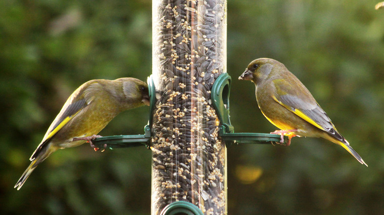 Two goldfinches eat at a silo bird feeder