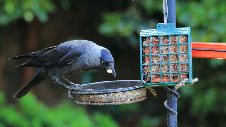 A crow eats from a backyard bird feeder