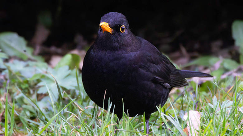 Blackbird foraging for food in park grass