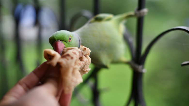 A hand feeds an Indian ringneck parakeet standing on an iron fence.