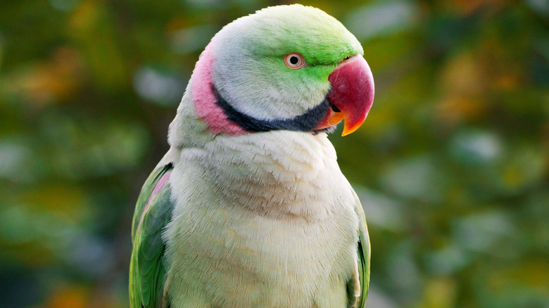 A green Indian redneck parakeet looks to the right.