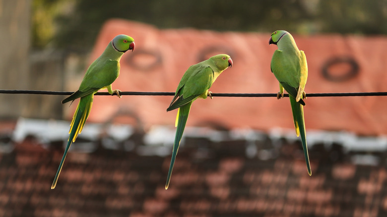 Three Indian ringneck parakeets sit on a wire.