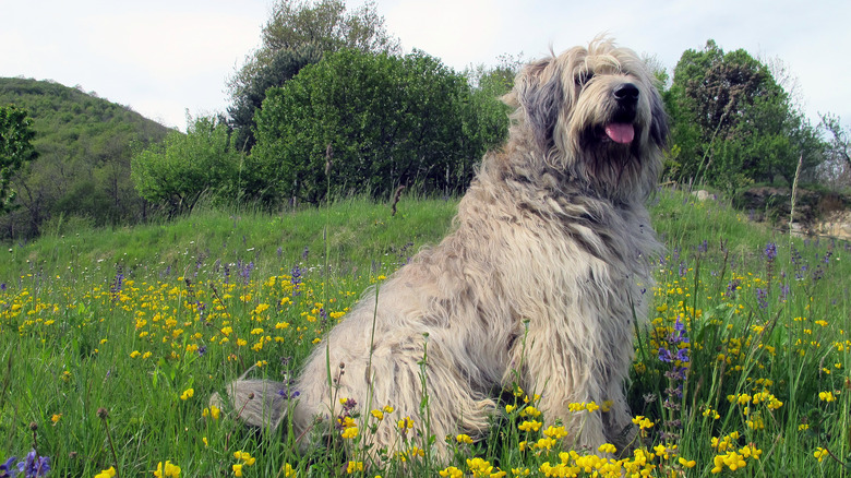 A white Bergamasco sheepdog stands in a green field with yellow flowers