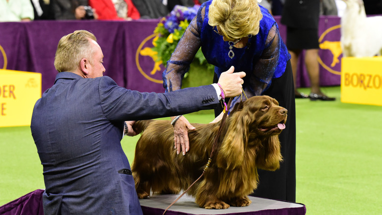 Judge inspects a dog at the Westminster kennel Club Dog Show