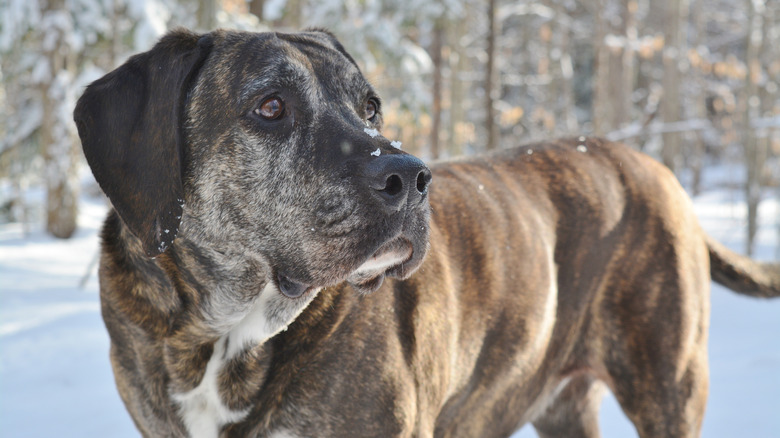 A plott hound with a brindle pattern outside in nature