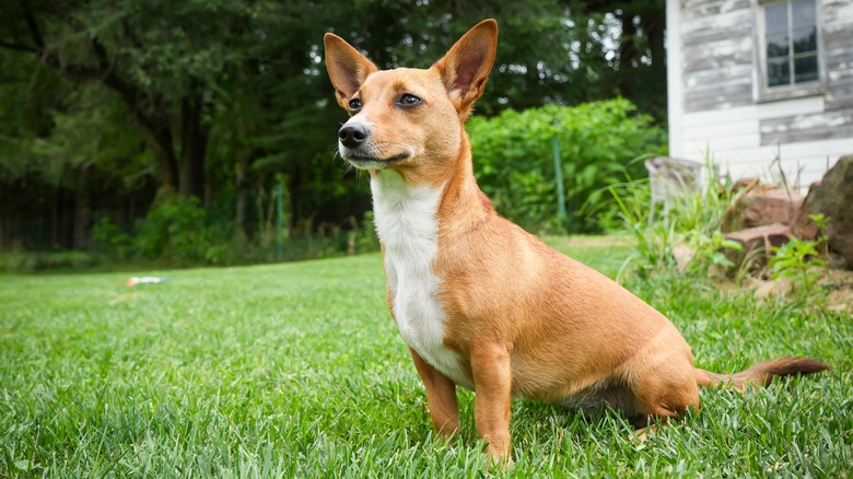 Portuguese podengo pequeno sitting in grass