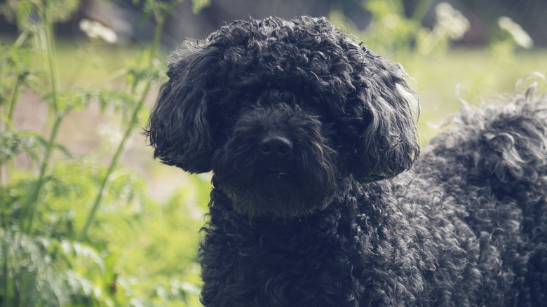 A black pumi dog standing on grass in a field