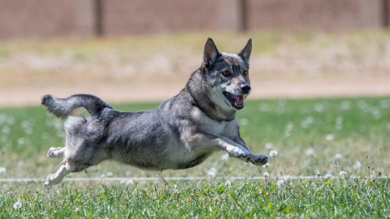 A Swedish Vallhund running through a field caught in mid jump