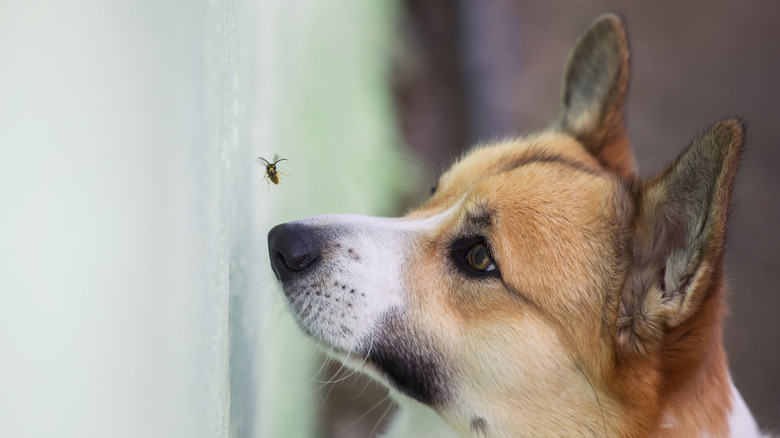 Corgi with a bee flying inches from his nose