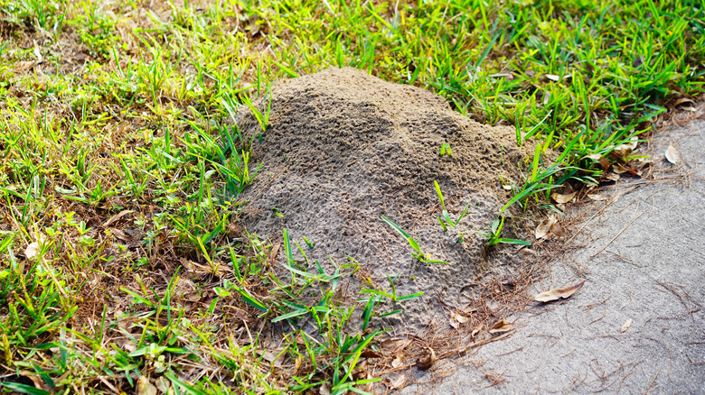 Fire ant mound near sidewalk