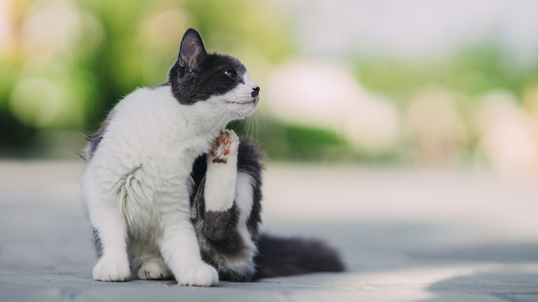 Cat scratching itself outdoors