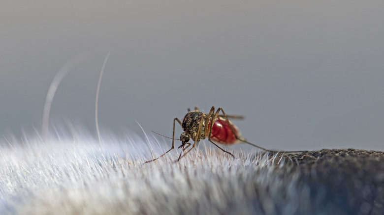 Closeup shot of mosquito on animal's fur