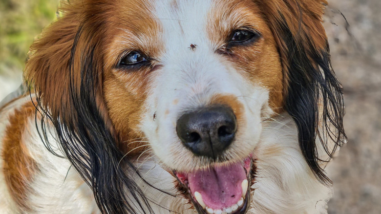 Spaniel with two ticks crawling on face, unattached