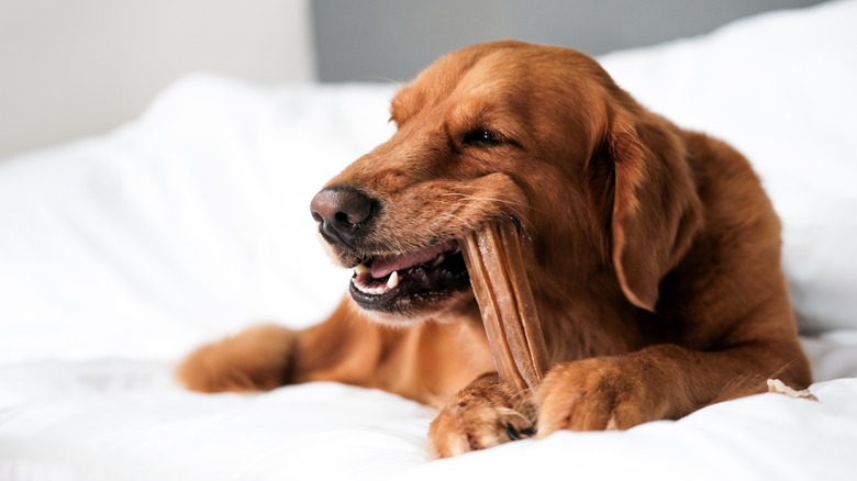 dog chewing a bone