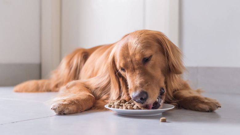 dog chewing kibble