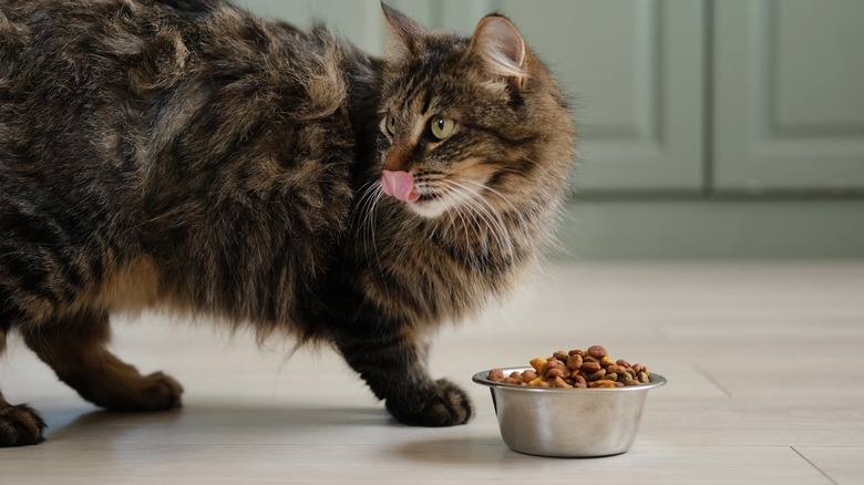 cat eating dry food