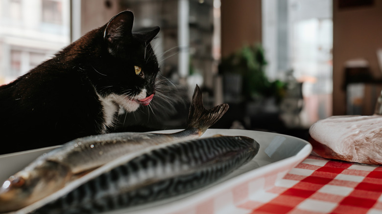 Cat licking lips near plate of raw fish