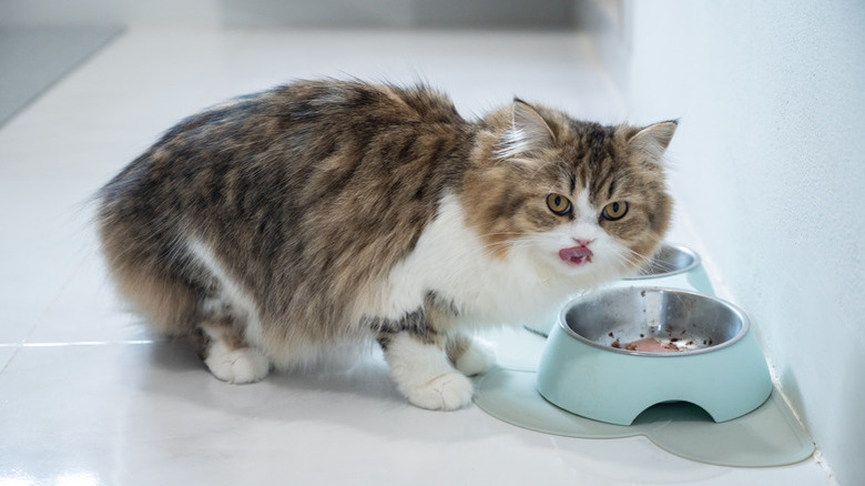 Crossbreed Persian cat eating food in a bowl