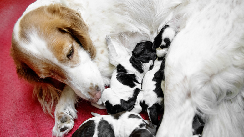 Newborn Cute Cocker Spaniel Puppies Feeding from their mother