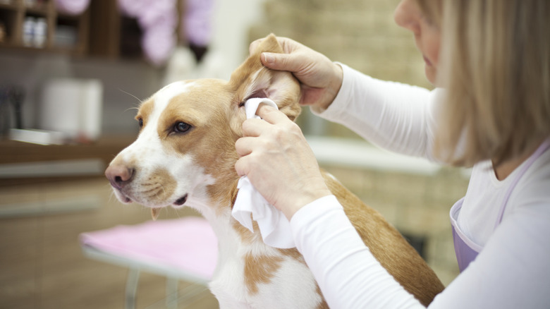 dog getting ears wiped clean