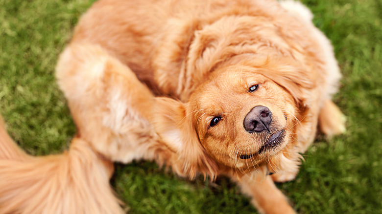 golden retriever scratching its ear