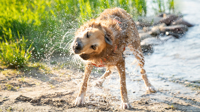 dog shaking off after swimming in a lake