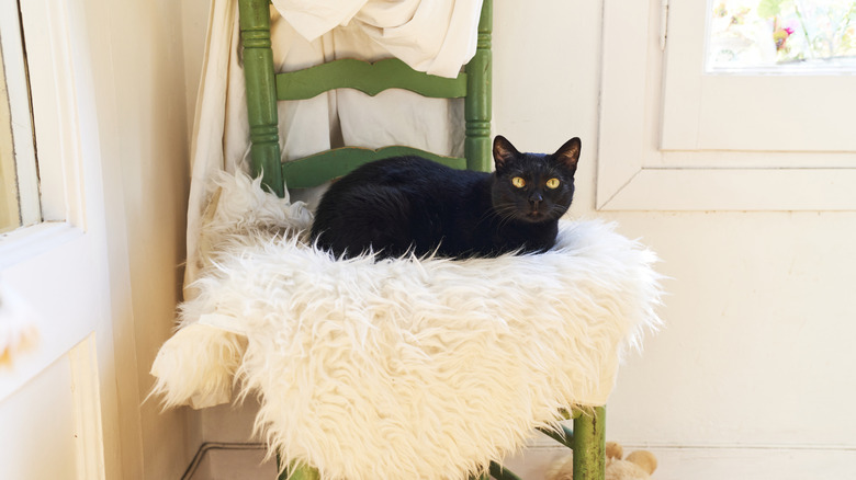 A black cat lies on a plush fuzzy blanket in a green chair