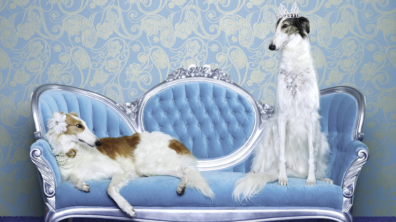 Two borzoi sit on a couch, one wearing a tiara